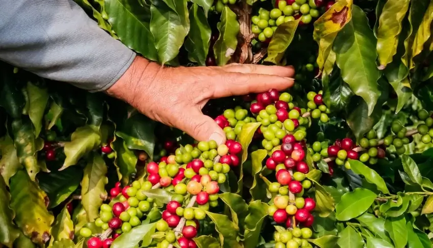 Café da Serra de Apucarana tem pedido do registro de IG protocolado no INPI | ASN Paraná