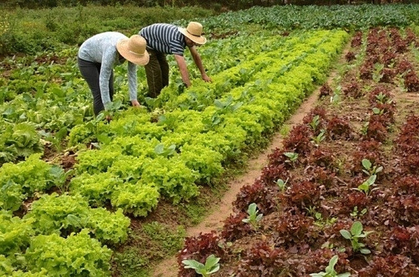 CE discute acompanhamento do Pnae por entidades de agricultores familiares — Senado Notícias