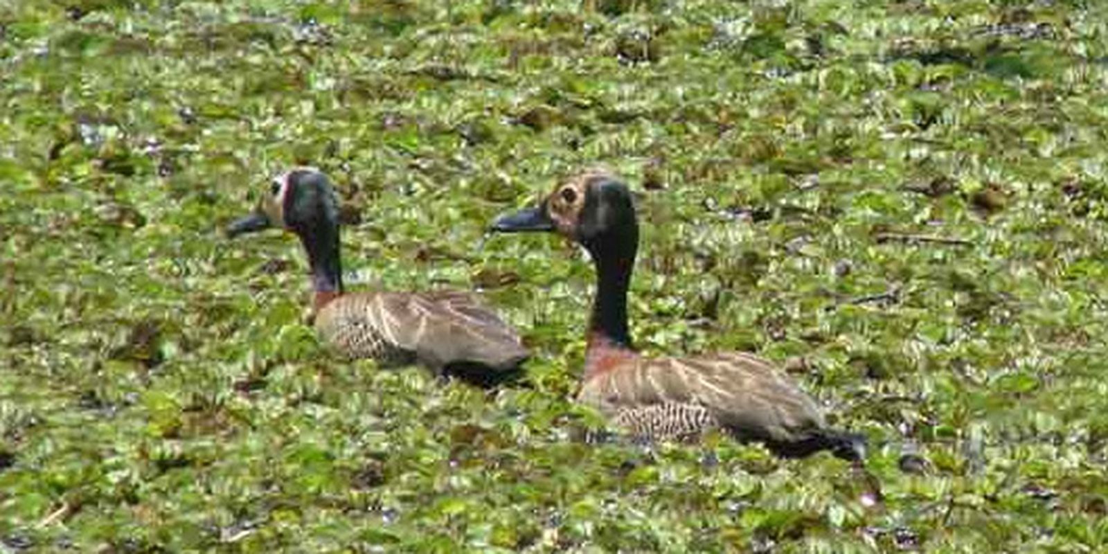 Parque na orla da represa Guarapiranga tem 261 espécies de aves