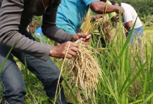 Arroz produzido por quilombolas abastece cozinha solidária em Sergipe