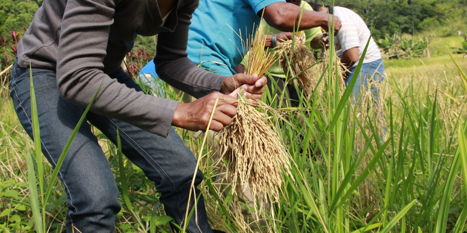 Arroz produzido por quilombolas abastece cozinha solidária em Sergipe
