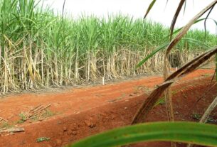 Brasil terá segunda maior safra de cana, segundo estimativa da Conab
