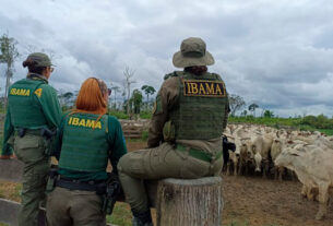 CRA debate apreensão de gado pelo Ibama em áreas embargadas — Senado Notícias