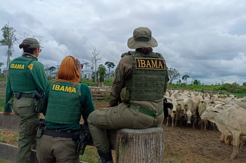 CRA debate apreensão de gado pelo Ibama em áreas embargadas — Senado Notícias