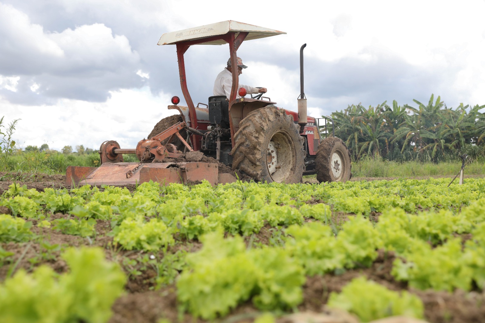 Comissão de Agricultura debate Plano Safra em audiência na quarta — Senado Notícias