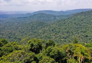 Instituto lança edital para projetos que protejam a Amazônia
