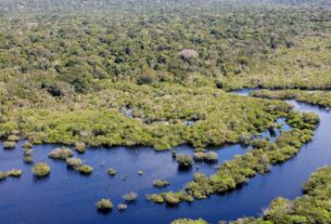 Quase todos os biomas registraram redução do desmatamento em 2024
