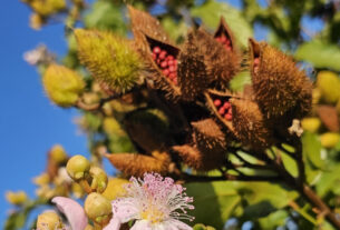 Urucum de Paranacity conquista a primeira Indicação Geográfica do Brasil para o fruto | ASN Paraná