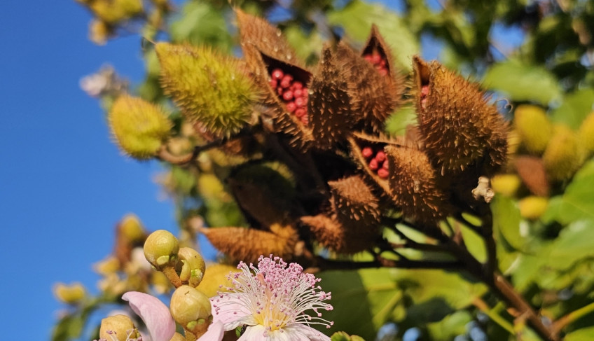 Urucum de Paranacity conquista a primeira Indicação Geográfica do Brasil para o fruto | ASN Paraná