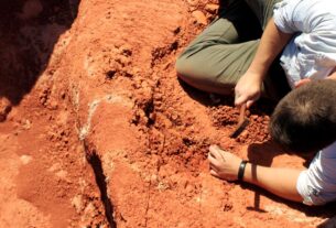 Fóssil descoberto no Brasil lança luz sobre origem dos dinossauros