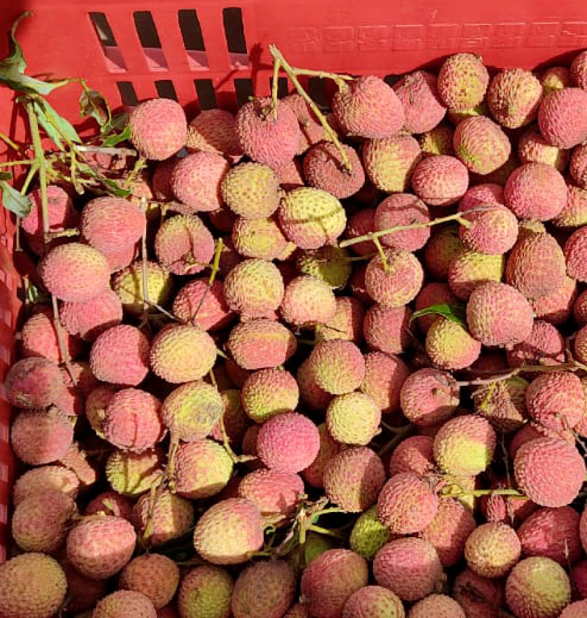 Pequenos produtores rurais do Vale do Ivaí participam de Simpósio Paranaense de Fruticultura | ASN Paraná
