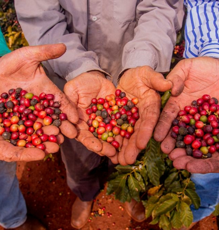 Café de Mandaguari é a 20ª Indicação Geográfica do Paraná | ASN Paraná