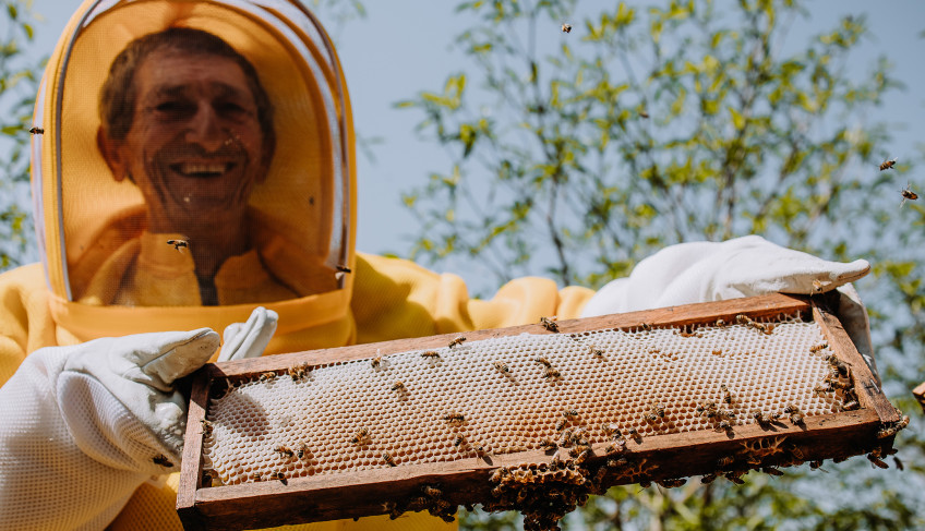 Da textura ao sabor: pesquisa identifica aspectos que tornam o Mel de Capanema especial | ASN Paraná