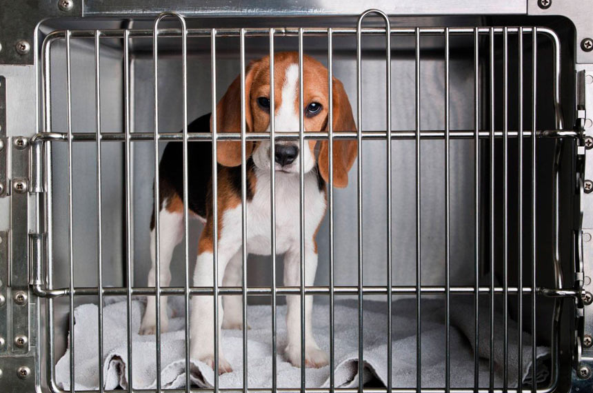 Lei que proíbe testes de cosméticos em animais já está em vigor — Senado Notícias