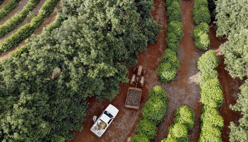 Produtores de abacate de Arapongas iniciam busca por Indicação Geográfica | ASN Paraná