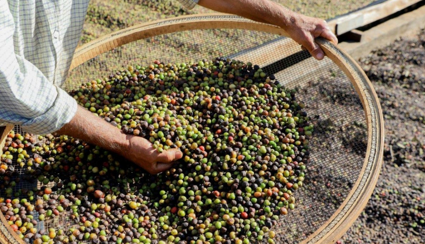 Sebrae/PR leva pequenos produtores do Noroeste e Norte ao Ca Fé On | ASN Paraná