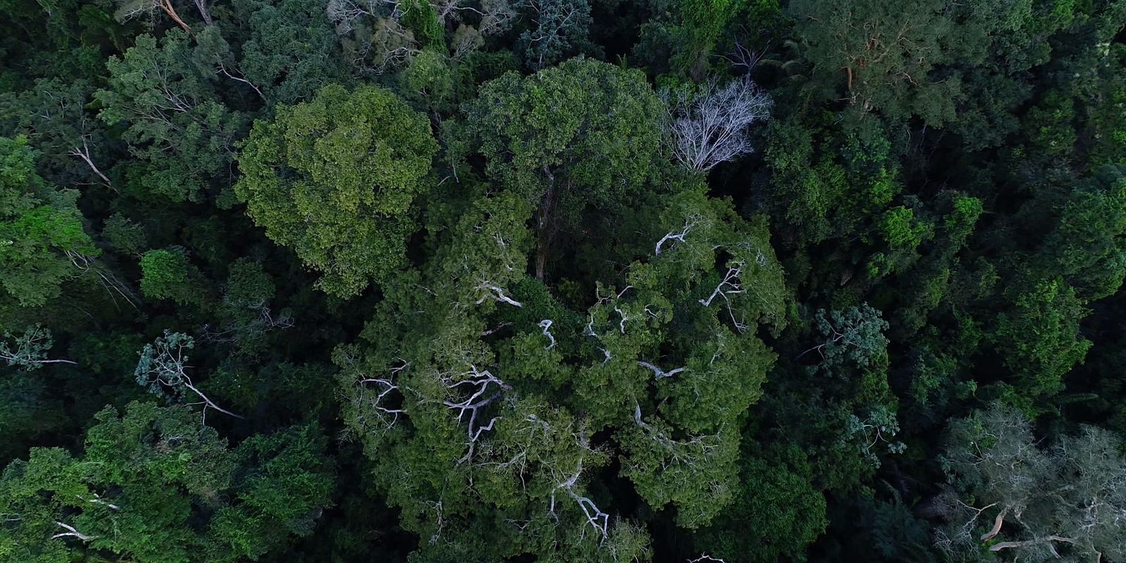 Brasil tem o desafio de elevar financiamento para florestas na COP30