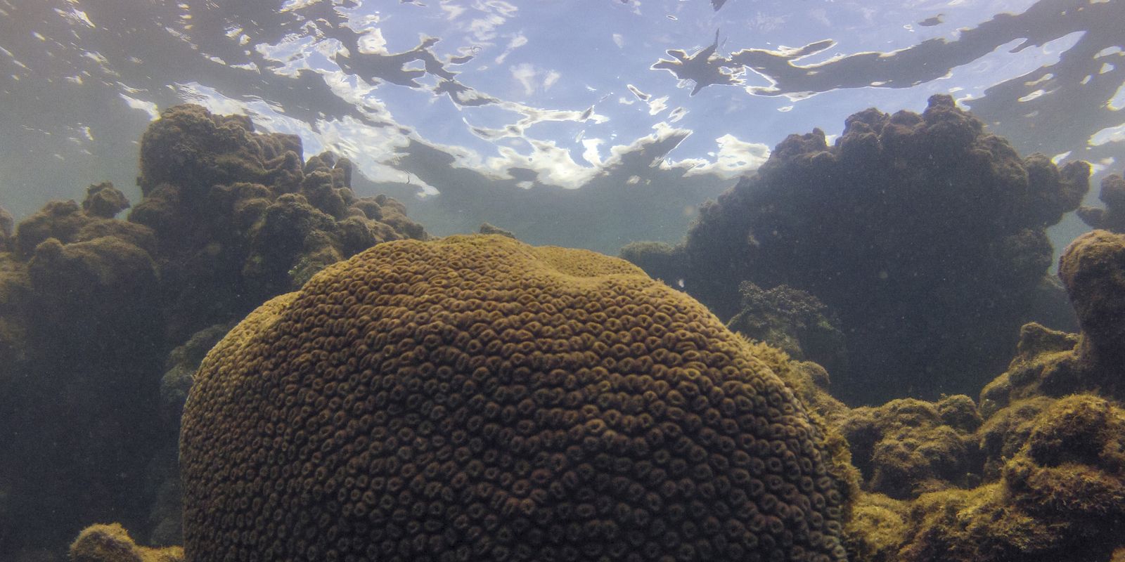 Calor, acidez das águas e pouco alimento ameaçam ecossistemas marinhos
