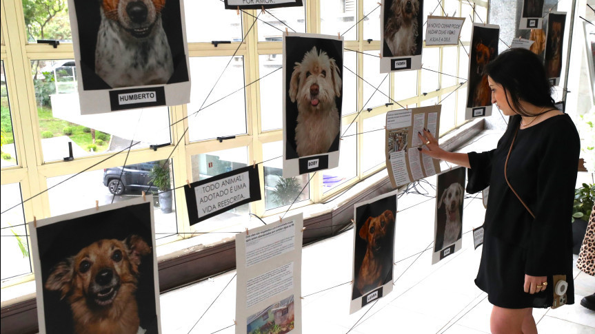 Assembleia Legislativa do Paraná | ALEP | Notícias > Cães abandonados e poder da adoção são retratados em exposição realizada pela Assembleia Legislativa do Paraná