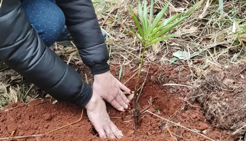 Feira do Empreendedor de Cascavel deixa legado ambiental com plantio de mudas | ASN Paraná